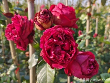紅色龍沙寶石月季花朵打不開(kāi)怎么回事？