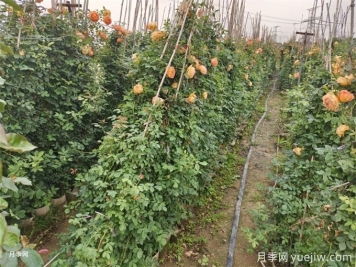 降溫了，月季筍芽要剪嗎？