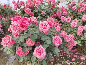 月季花期可以施肥嗎？月季施肥全指南