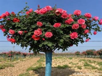 月季花期可以施肥嗎？應該施什么肥呢？