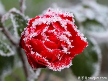 冬季下雪會(huì )凍死月季嗎？