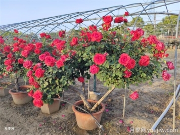 月季如何才能有更多分枝、開(kāi)花更多？