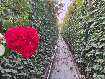 紅色月季花墻網(wǎng)片現貨，打造網(wǎng)紅景觀(guān)