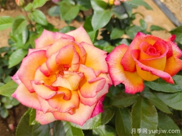 為什么月季開(kāi)花和宣傳圖不一樣呢？