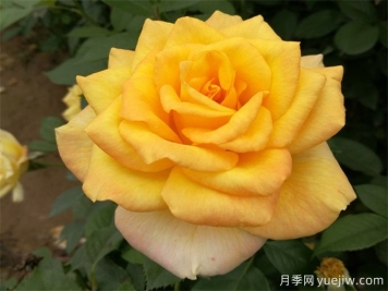 室內如何養月季？掌室內養花也能爆盆