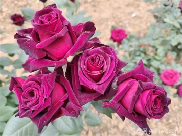 月季開(kāi)花少？3招催花爆盆
