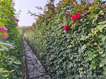 4種爬藤花能長(cháng)成大花墻