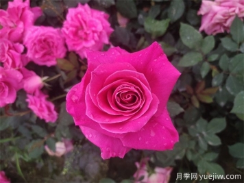 古人的名花十二客，12種名花