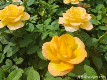 秋天開(kāi)爆花的月季，夏季需要如何修剪和施肥？
