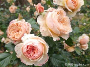 月季花苞打不開(kāi)、枯萎是咋回事？