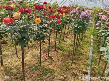 月季越剪開(kāi)花越多枝條越壯，修剪應該怎么操作？
