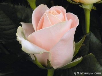 開(kāi)司米月季