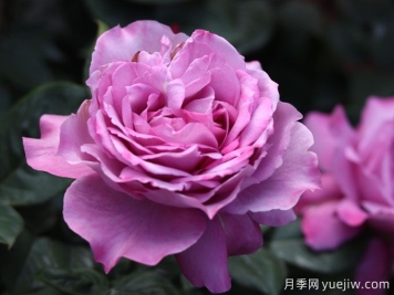陽(yáng)光不充足也能養月季嗎？