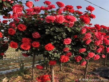 苗木長(cháng)勢日漸衰弱，查找這四大原因