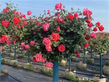 月季修剪越厲害開(kāi)花越多？月季修剪方法