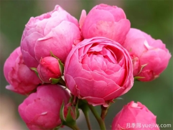 月季花苞打不開(kāi)萎縮是什么原因？