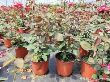 一個(gè)花盆可以種幾顆月季？歐月上盆的小常識