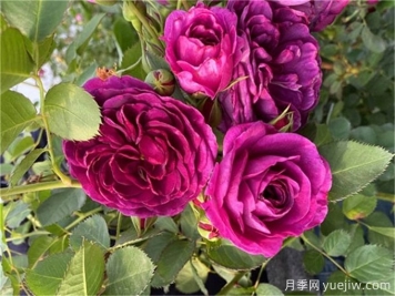 月季秋季花期，如何保證秋天花開(kāi)爆盆？
