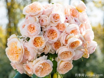 5款月季推薦！花友種過(guò)都說(shuō)好的品種