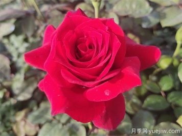 送花有講究，玫瑰花語(yǔ)、支數寓意告訴你