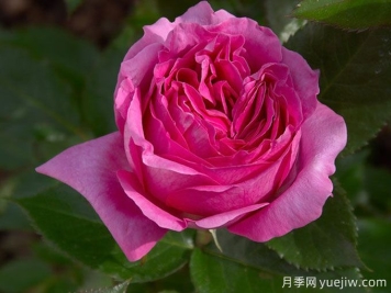 伯納黛特拉方特月季介紹，花美花大濃香勤花