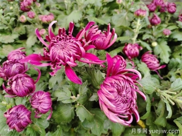 十一月開(kāi)花的花有哪些？