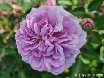 藍色陰雨月季的介紹