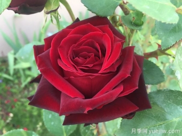 黑珍珠月季，神秘美麗的黑色玫瑰