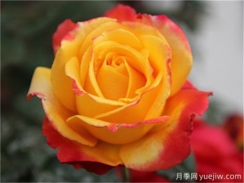 種植大花月季需要注意什么細節？