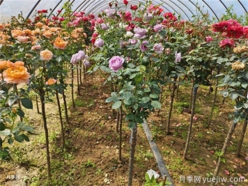 兩廣福建地區種植月季有什么要注意！