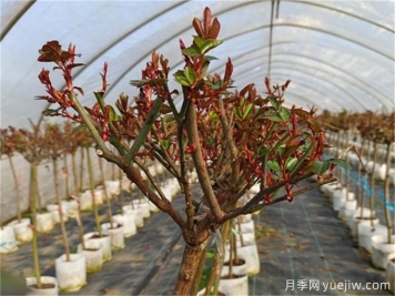 春天月季如何才能發(fā)芽多？