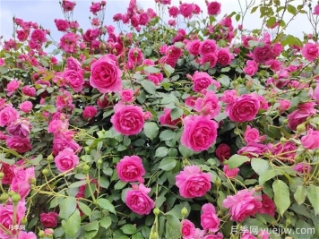 想讓月季多開(kāi)幾波花？藤本月季橫拉有辦法