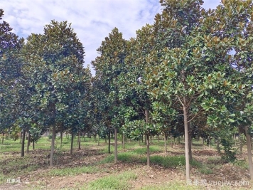 中式庭院常用植物-常綠喬木類(lèi)，你知道幾個(gè)？