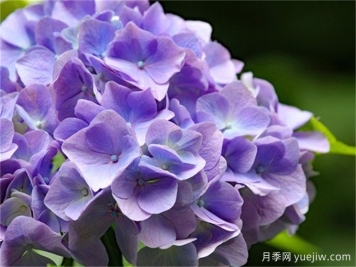 北方懶人低維護花園植物合集(開(kāi)花類(lèi))，你認識幾種？