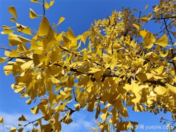 常見(jiàn)86種園林植物的識別與整形修剪技術(shù)