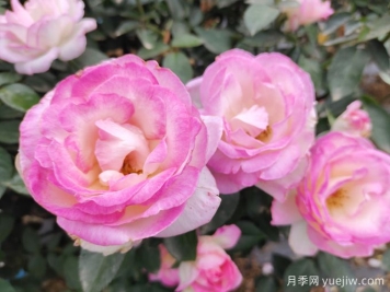 常見(jiàn)植物風(fēng)水學(xué)之“五行”劃分，讓你的運勢更旺！