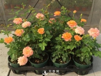 家庭盆栽月季花如何過(guò)冬？