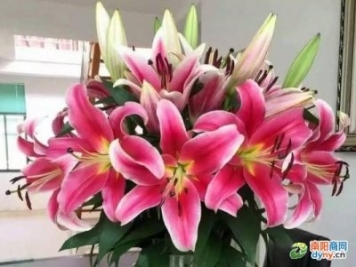 半年擁有千名鐵桿客戶(hù) 南陽(yáng)百合花王子蔣太龍怎么做到的