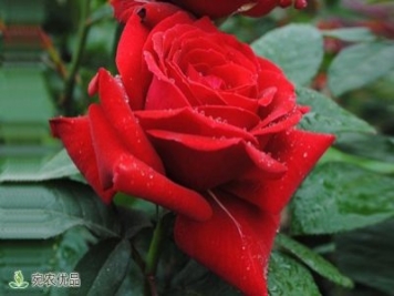 南陽(yáng)月季花批發(fā)商講解如何掌握大花月季的習性