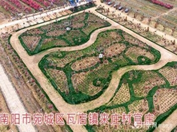 南陽(yáng)市瓦店鎮古樁月季產(chǎn)業(yè)促致富