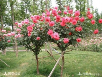 1、3、6公分南陽(yáng)樹(shù)狀月季多少錢(qián)一棵？樹(shù)狀月季價(jià)格表！