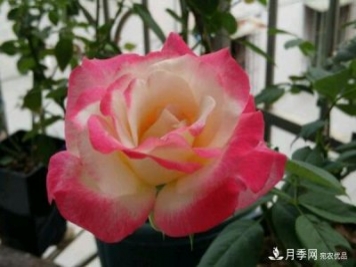 花大、濃香且適合新手栽種的3個(gè)大花月季品種推薦
