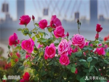 南北方種月季需要注意哪些要點(diǎn)？月季網(wǎng)來(lái)告訴你
