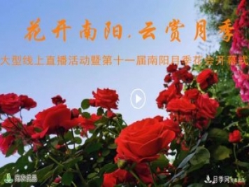花開(kāi)南陽(yáng) 云賞月季 南陽(yáng)市2020線(xiàn)上“云賞花”大型直播開(kāi)始了