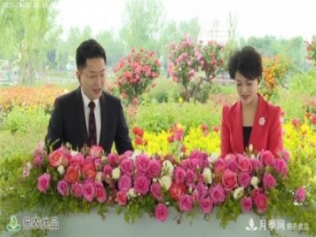 “網(wǎng)絡(luò )直播+電視直播+網(wǎng)絡(luò )互動(dòng)”云端賞花 南陽(yáng)月季香飄五洲