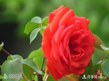 河南種苗站認定南陽(yáng)市“薔薇屬植物種質(zhì)資源庫”建設項目