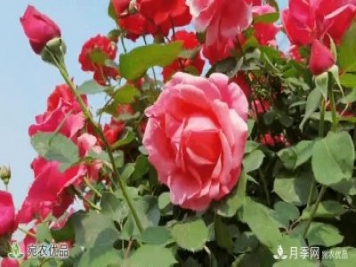 月季之鄉美不勝收！南陽(yáng)月季景觀(guān)路觀(guān)賞指南，請收好！