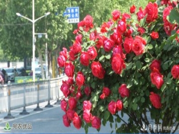 美不勝收芳香怡人！濟寧街頭月季花開(kāi)正艷
