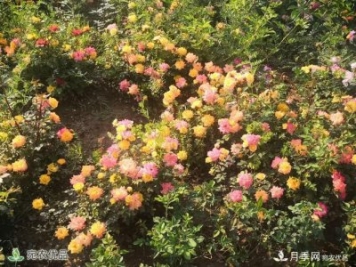 河南鎮平縣趙河公園，月季花開(kāi)美如畫(huà)