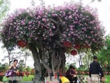 古樁月季不一樣的樹(shù)狀月季，還可以開(kāi)出各色的彩色月季樹(shù)